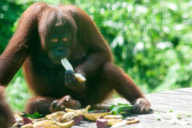 Orang Utan (Pongo pygmaeus) - Sandakan yakınlarındaki Borneo 'da çekildi.