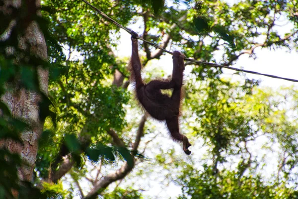 Orang Oetan Pongo Pygmaeus Gefotografeerd Borneo Bij Sandakan — Stockfoto