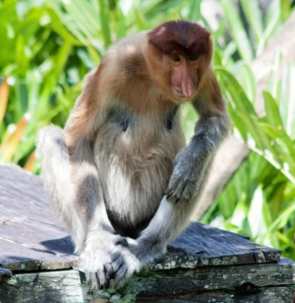 Nose Monkey Nasalis Larvatus Сфотографирован Борнео Близ Сандакана — стоковое фото