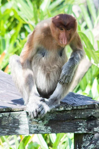 Nose Monkey Nasalis Larvatus Сфотографирован Борнео Близ Сандакана — стоковое фото