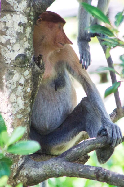 Nose Monkey Nasalis Larvatus Сфотографирован Борнео Близ Сандакана — стоковое фото