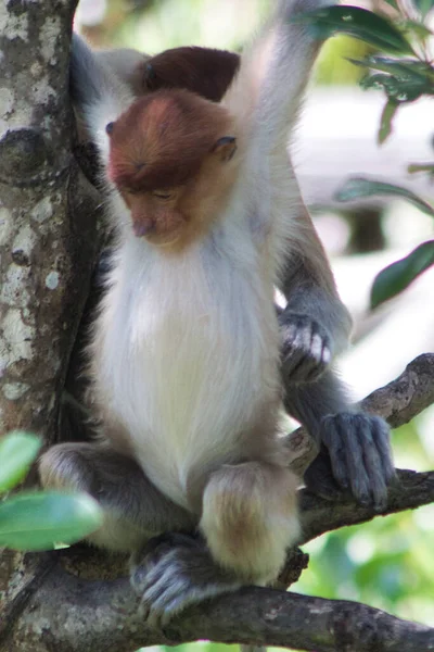 Nose Monkey Nasalis Larvatus Сфотографирован Борнео Близ Сандакана — стоковое фото