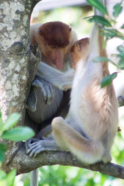 Nose Monkey Nasalis Larvatus Сфотографирован Борнео Близ Сандакана — стоковое фото