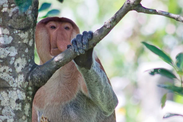 Nose Monkey Nasalis Larvatus Сфотографирован Борнео Близ Сандакана — стоковое фото