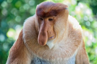 Burun Maymunu (Nasalis larvatus) - Sandakan yakınlarındaki Borneo 'da çekildi