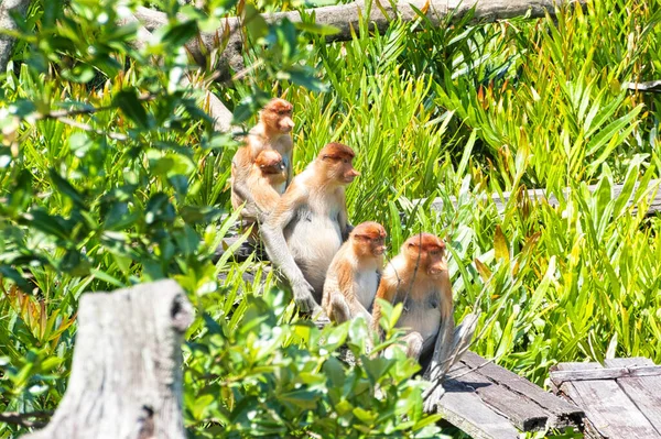 Nose Monkey Nasalis Larvatus Сфотографирован Борнео Близ Сандакана — стоковое фото