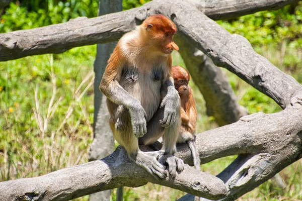 Nose Monkey Nasalis Larvatus Сфотографирован Борнео Близ Сандакана — стоковое фото