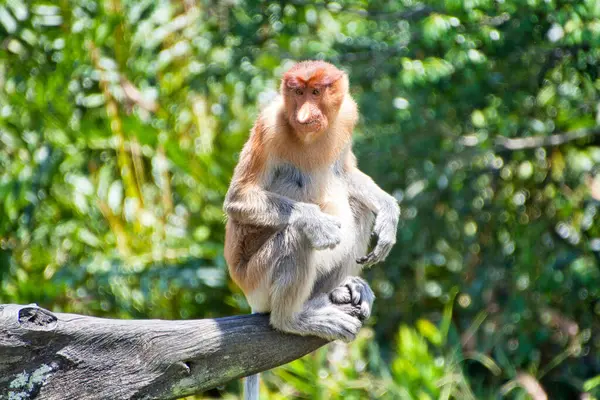 Nose Monkey Nasalis Larvatus Сфотографирован Борнео Близ Сандакана — стоковое фото