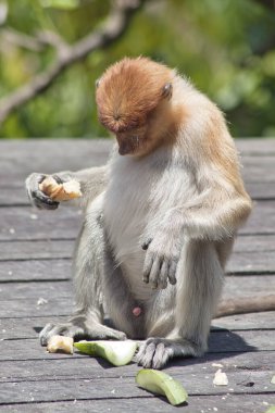 Burun Maymunu (Nasalis larvatus) - Sandakan yakınlarındaki Borneo 'da çekildi