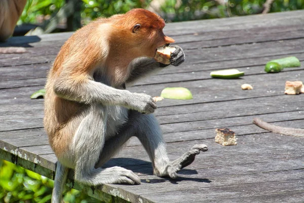 Nose Monkey Nasalis Larvatus Сфотографирован Борнео Близ Сандакана — стоковое фото