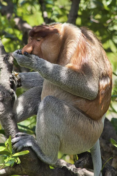 Nose Monkey Nasalis Larvatus Сфотографирован Борнео Близ Сандакана — стоковое фото