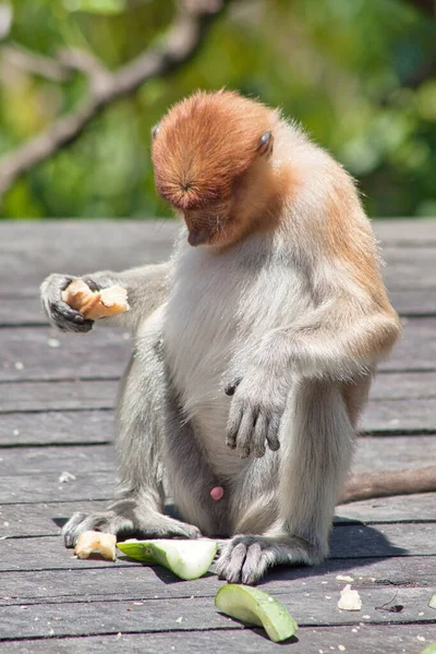 Nariz Mono Nasalis Larvatus Fotografiado Borneo Cerca Sandakan — Foto de Stock