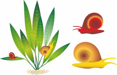 Ampullaria australis ampulyarii salyangoz ve Ramshorn salyangoz akvaryum