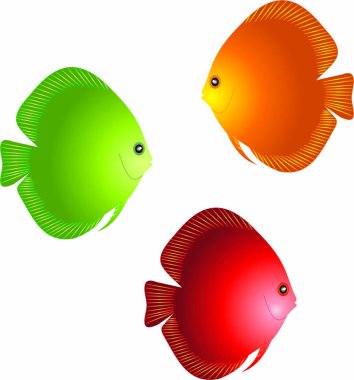 Symphysodon Discus, çok renkli cichlidleri, Amazon Nehri Havzası için yerli tatlı su balığı