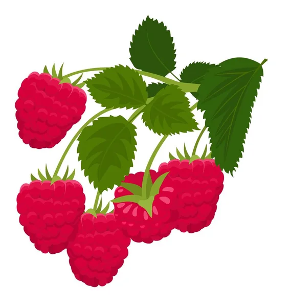 Framboos geïsoleerd op een witte achtergrond. Frambozen. Forest berry. Vectorillustratie — Stockvector