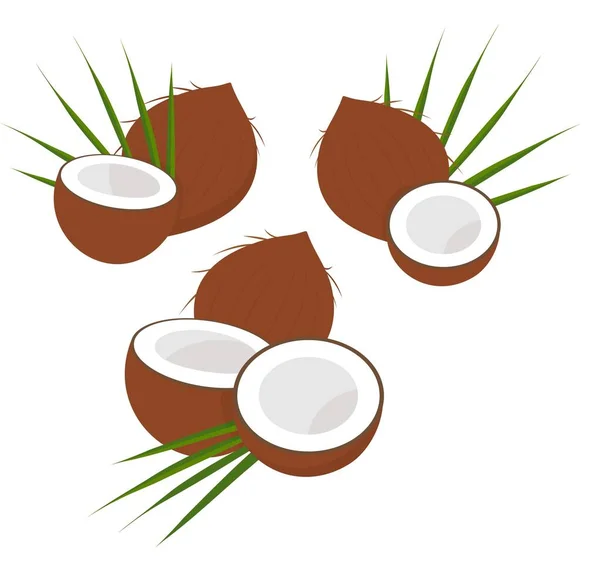 半分の葉とココナッツ さまざまなココナッツのコレクションです 白い背景で隔離のベクトル図 — ストックベクタ