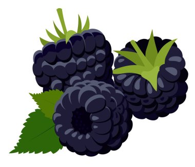 Böğürtlen. Beyaz arka plan üzerinde izole yeşil yaprakları ile iki olgun böğürtlen grubudur. Orman berry. Raster illüstrasyon.