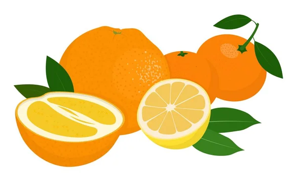 Mandarijnen, tangerine, clementine, sinaasappel, citroen met bladeren geïsoleerd op een witte achtergrond. Citrusvruchten. Vectorillustratie — Stockvector