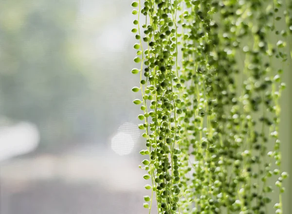 hanging plant close up