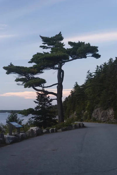 Tree Next Road Acadia National Park — Stock Photo, Image