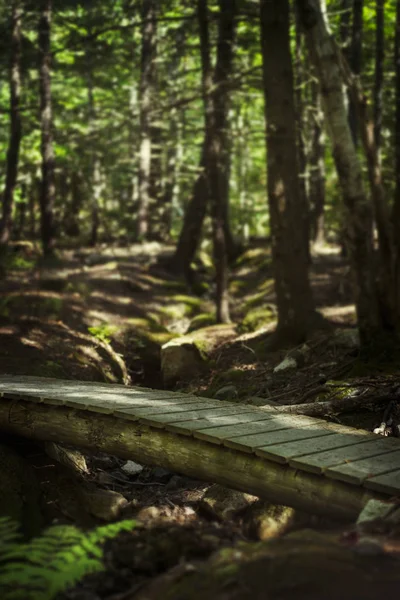 Parque Nacional Acadia Maine — Fotografia de Stock