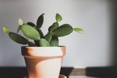 Easter cactus terra cotta tencerede