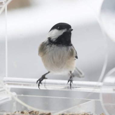 Bülbül arka plan üzerinde bir kuş besleyiciye yakın çekim