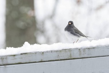 Kara gözlü Junko kuş kış 