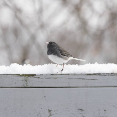 Kara gözlü Junko kuş kış 