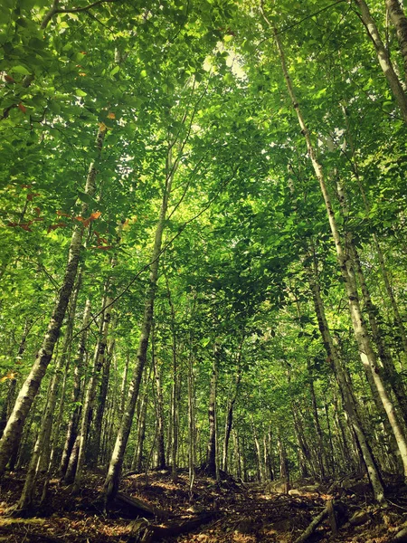 Bouleaux Dans Forêt Sur Fond — Photo