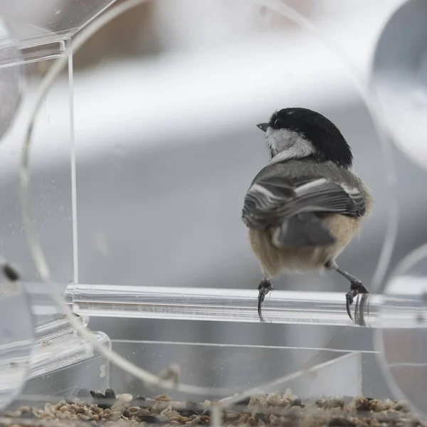 Chickadee Fågelbordet Bakgrunden Närbild — Stockfoto