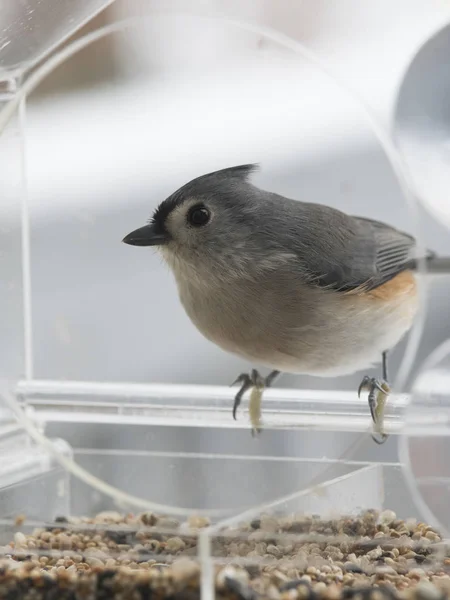 Büschelmeisenvogel Auf Hintergrund — Stockfoto