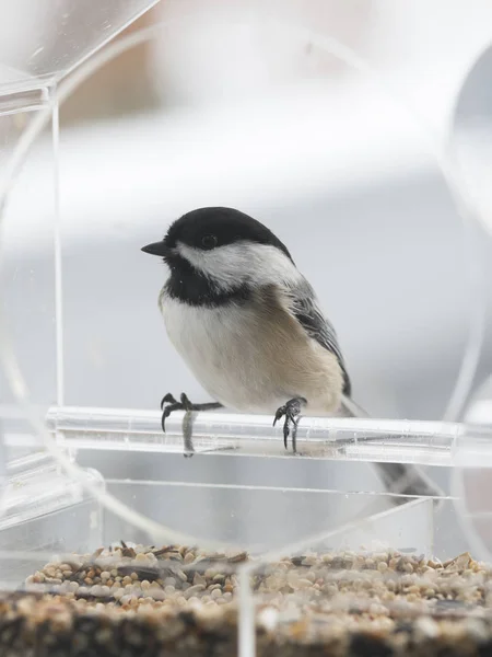 Chickadee Fågelbordet Bakgrunden Närbild — Stockfoto