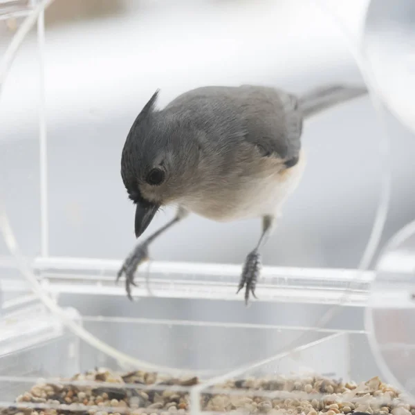 Tufted Mes Fågel Bakgrunden — Stockfoto