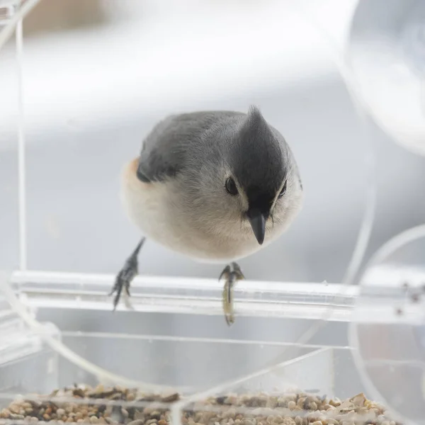 Tufted Titmouse Pássaro Fundo — Fotografia de Stock