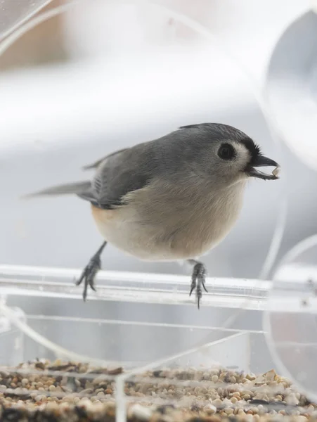 Tufted Titmouse Pássaro Fundo — Fotografia de Stock