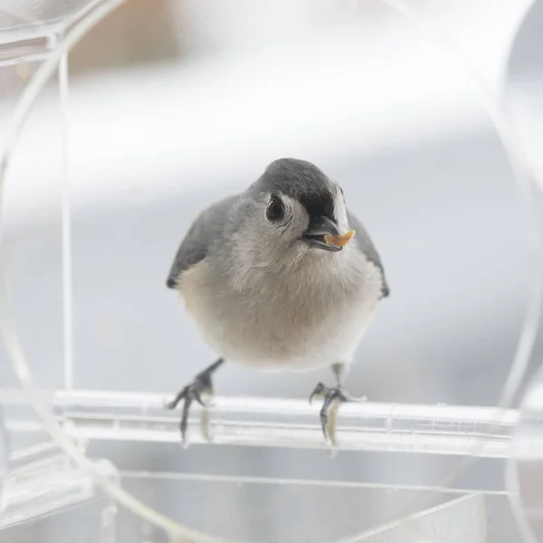 Büschelmeisenvogel Auf Hintergrund — Stockfoto