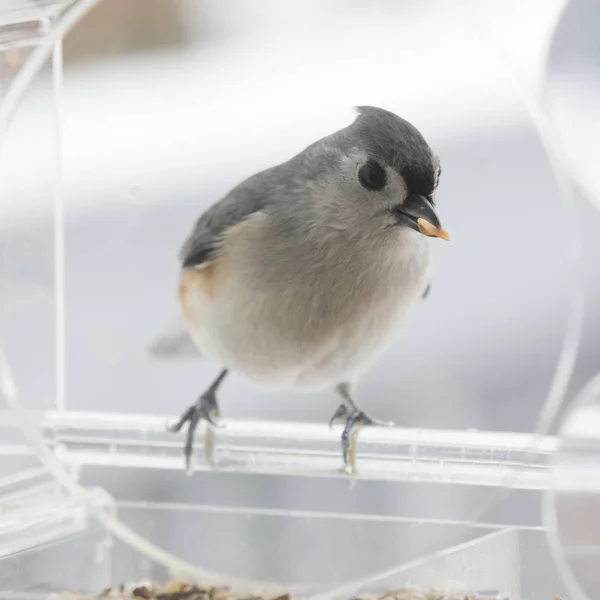 Tufted Mes Fågel Bakgrunden — Stockfoto