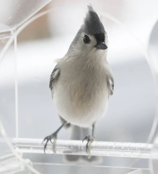 Büschelmeisenvogel Auf Hintergrund — Stockfoto