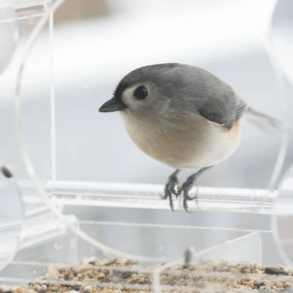 Tufted Mes Fågel Bakgrunden — Stockfoto