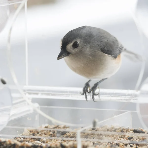 Tufted Mes Fågel Bakgrunden — Stockfoto