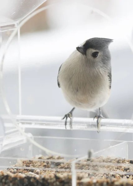 Souris Touffue Dans Une Mangeoire Oiseaux — Photo