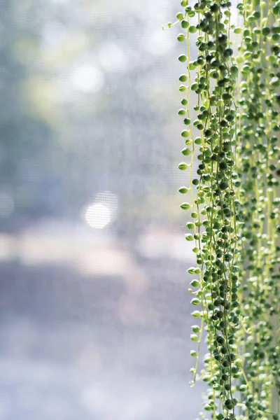 String of pearls houseplant on background
