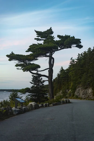 Yol Acadia Milli Parkı Maine Yanındaki Uzun Boylu Ağaçlar — Stok fotoğraf