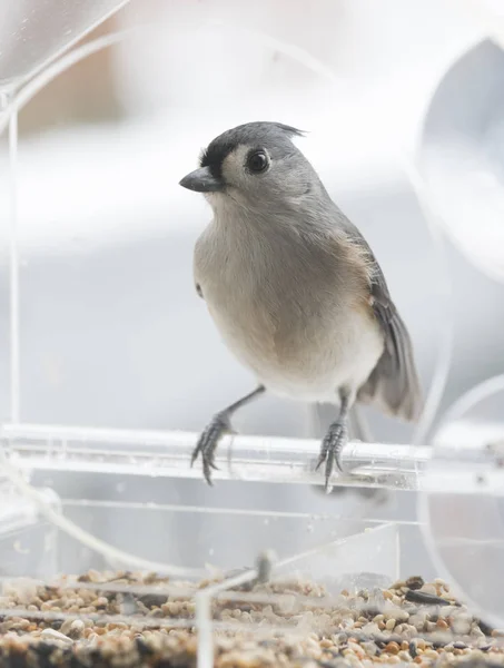 Büschelmeisenvogel Auf Hintergrund — Stockfoto