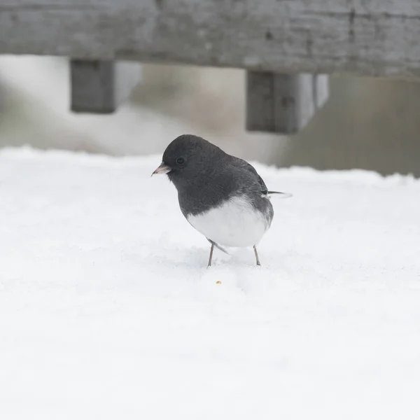 Ave Junco Olhos Escuros Inverno — Fotografia de Stock