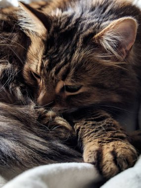 evde dinlenen sevimli kürklü kedi yakın görünümü