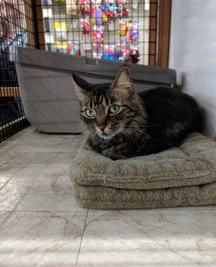 evde dinlenen sevimli kürklü kedi yakın görünümü