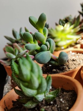 saksılarda yeşil bitkilerin seçici odak