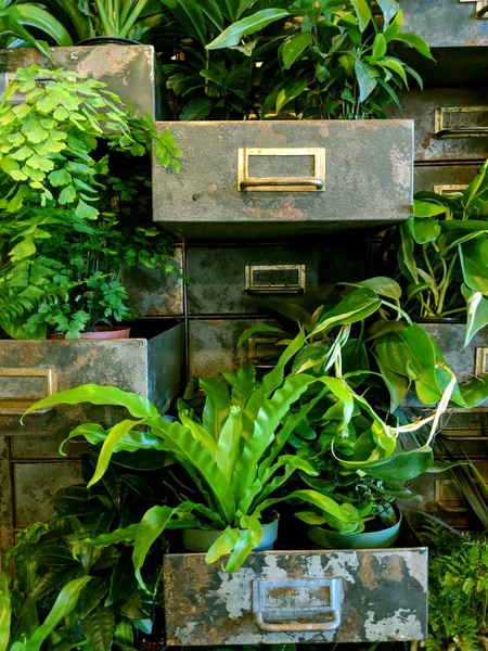 Vue Rapprochée Des Plantes Vertes Disposées Dans Vieilles Boîtes — Photo